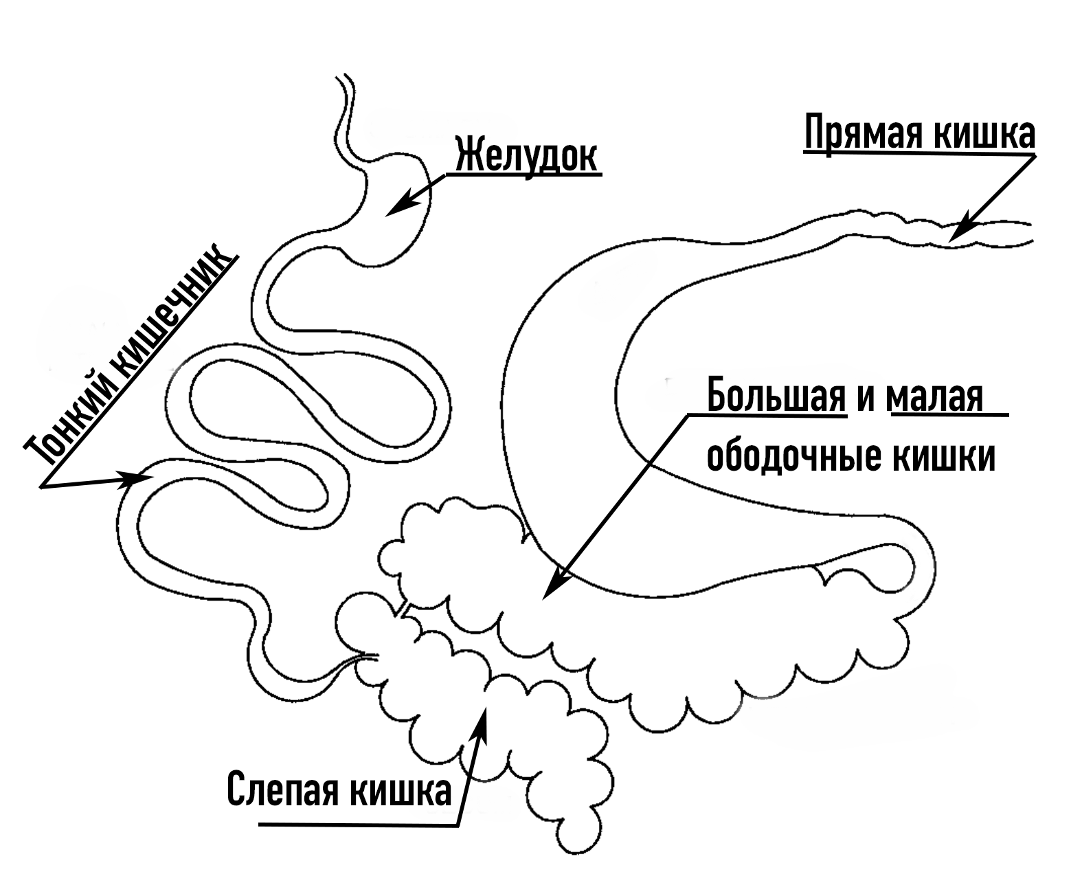 Кишечник схема. Схематичное изображение кишечника. Кишка рисунок схематично. Слепая кишка рисунок