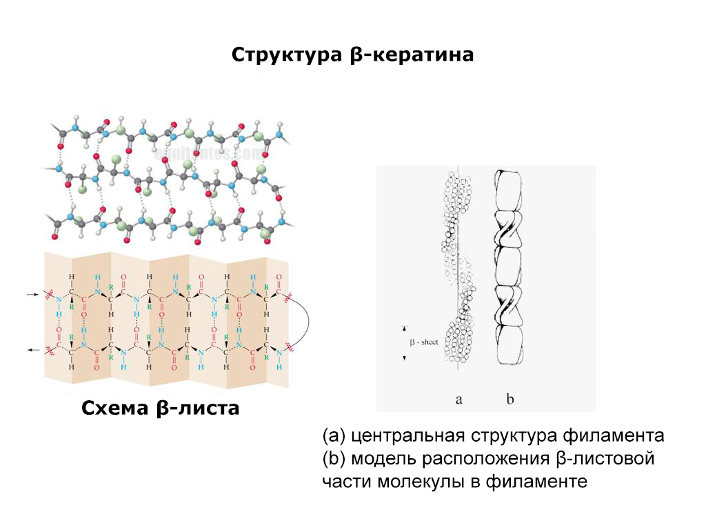 Бета кератин