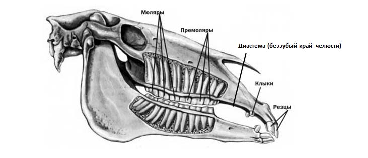 Челюсть лошади с зубами фото