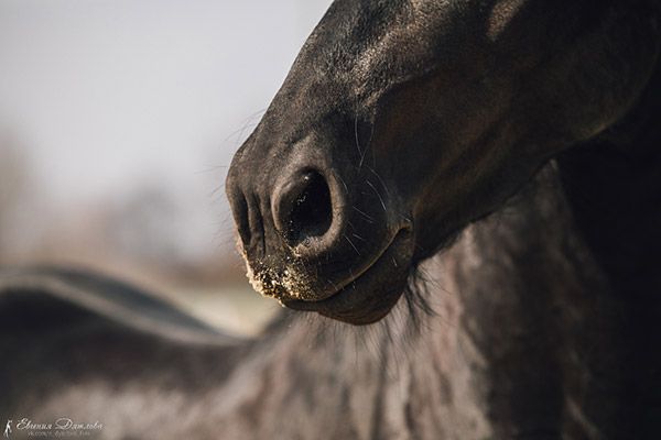 Фото зубов лошади