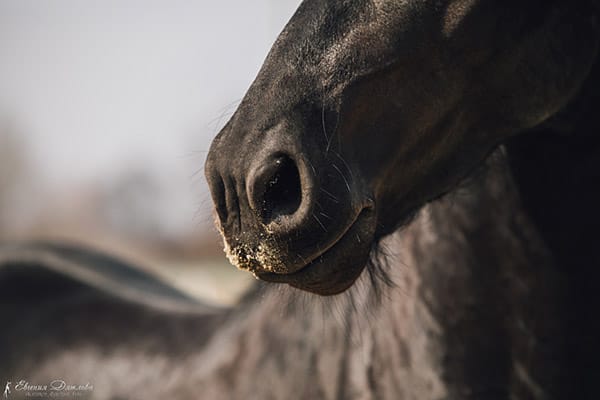 Ротовая полость лошади. Коротко о уходе за зубами и ртом.